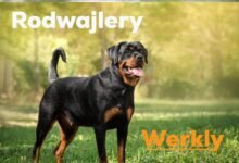 Rodwajlery